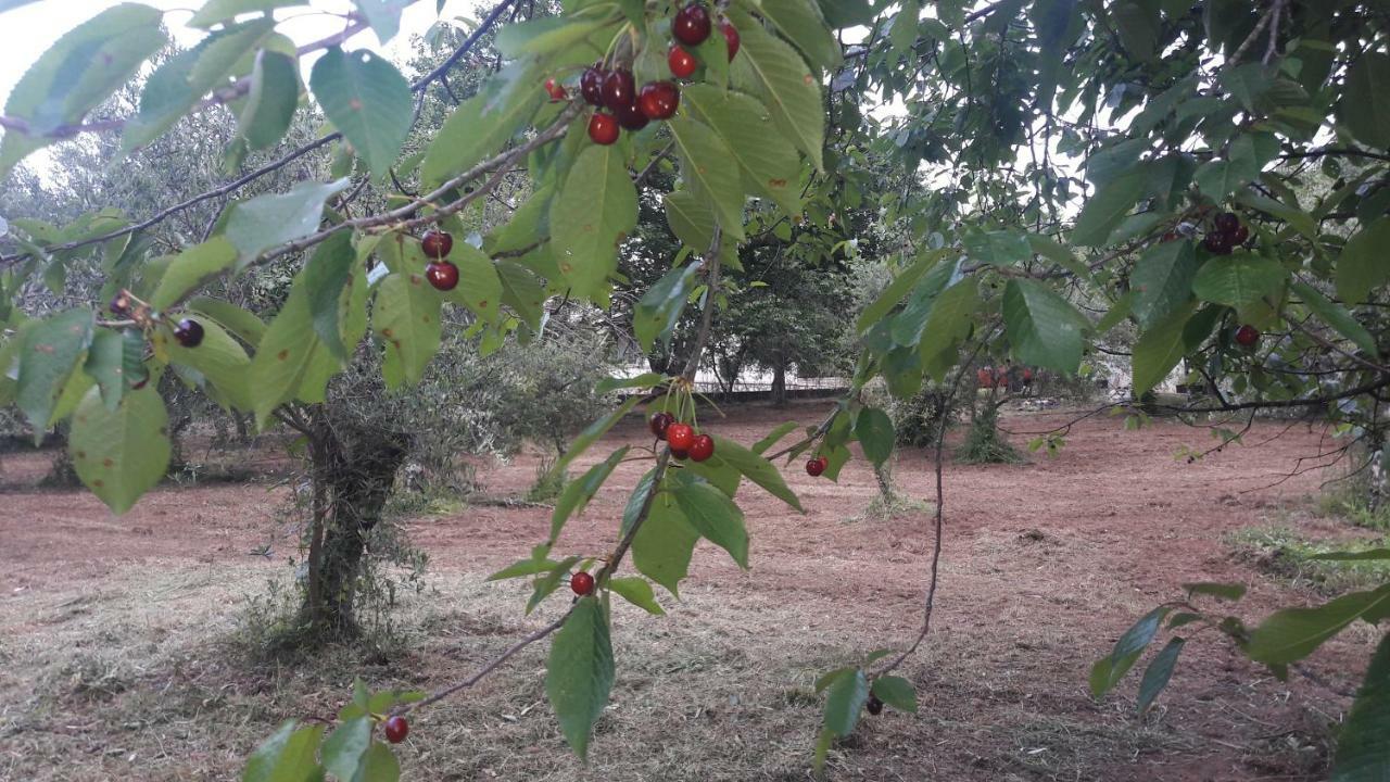 Lemontree *